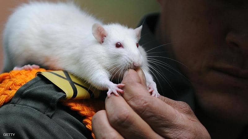 علماء يجدون طريقة لإصابة الفئران بفيروس كورونا