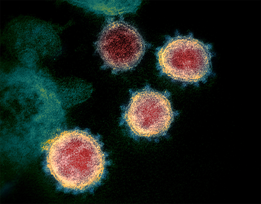 ماذا سيحدث لفيروس كورونا بعد تطعيم كل البشر؟ هل يختفي مرة أخرى؟